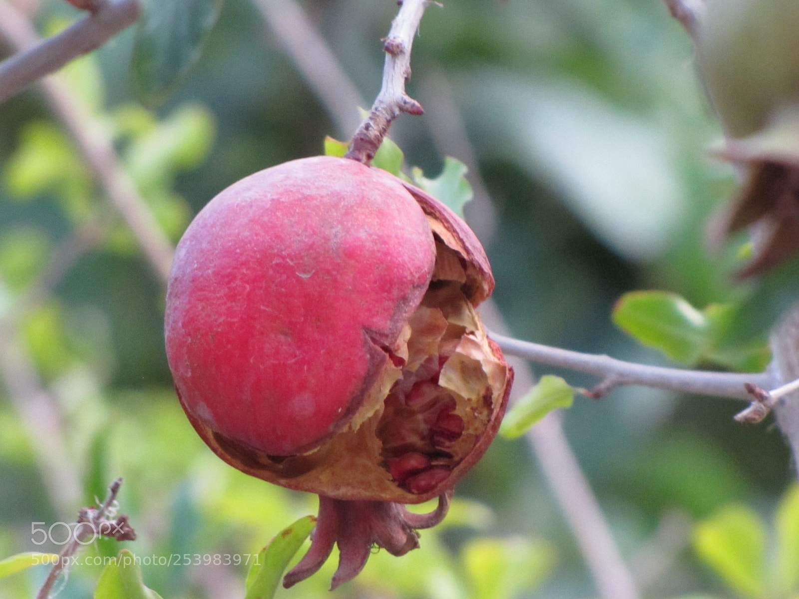 Canon PowerShot SX20 IS sample photo. Pomegranate photography
