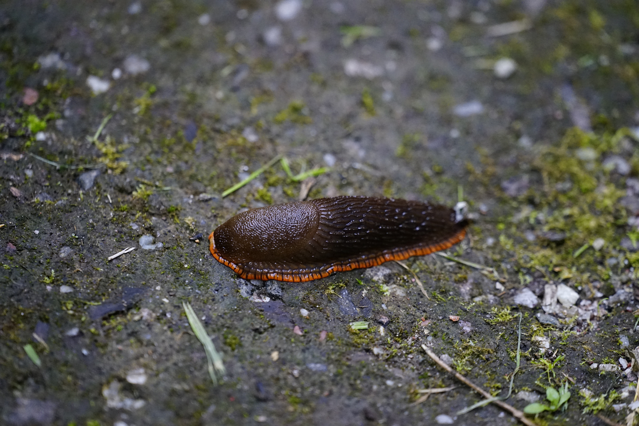 Sony FE 70-300mm F4.5-5.6 G OSS sample photo. Snail photography
