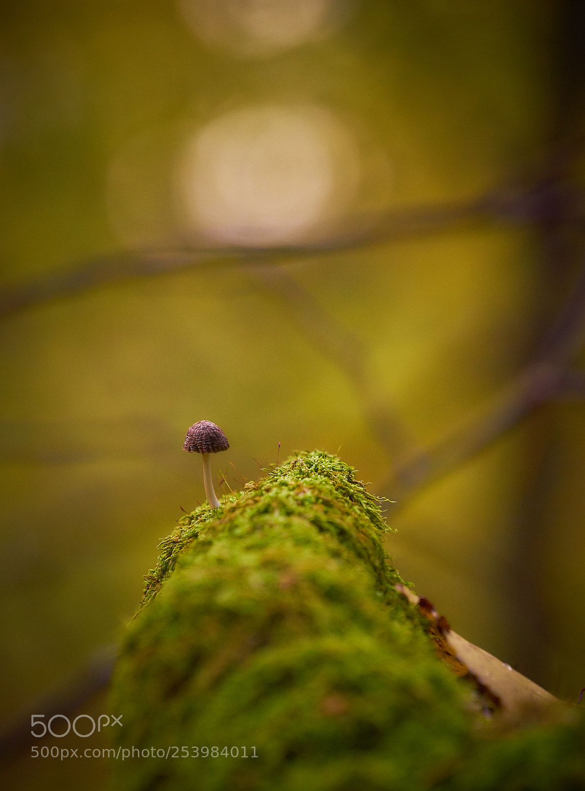 Sony a7 sample photo. Tiny mushroom on the photography