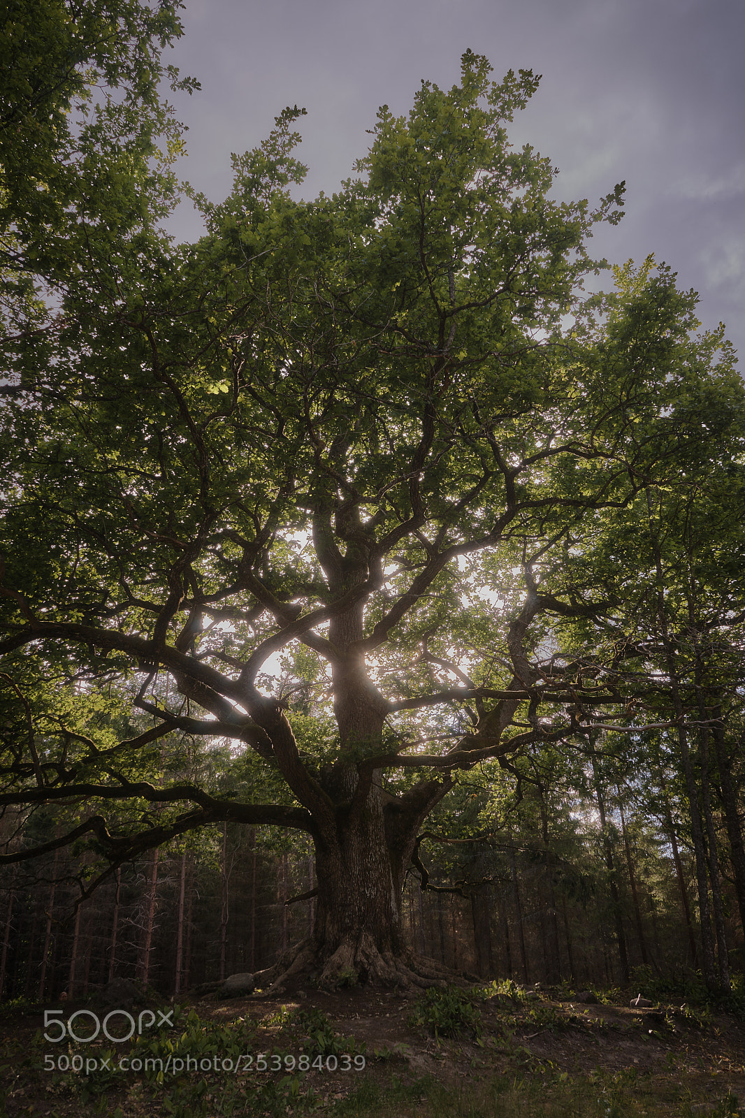 Sony a7 sample photo. Oak called paavolan tammi photography