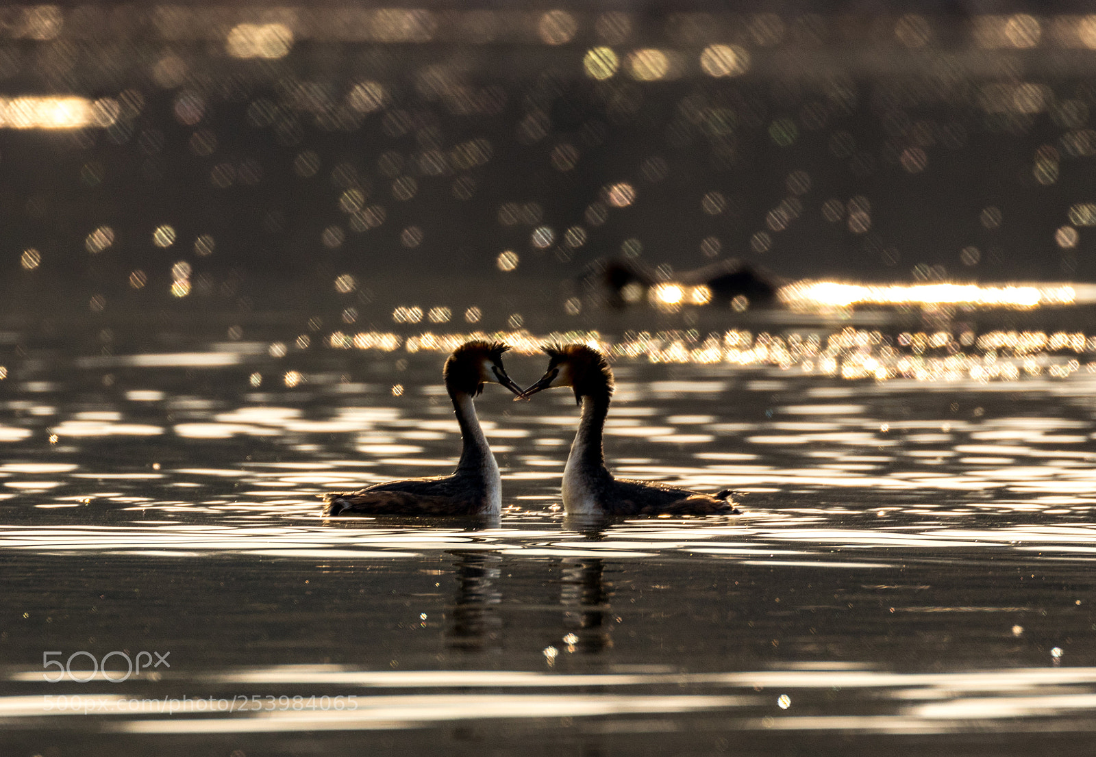 Canon EOS 80D sample photo. Meeting at sunset.great crested photography