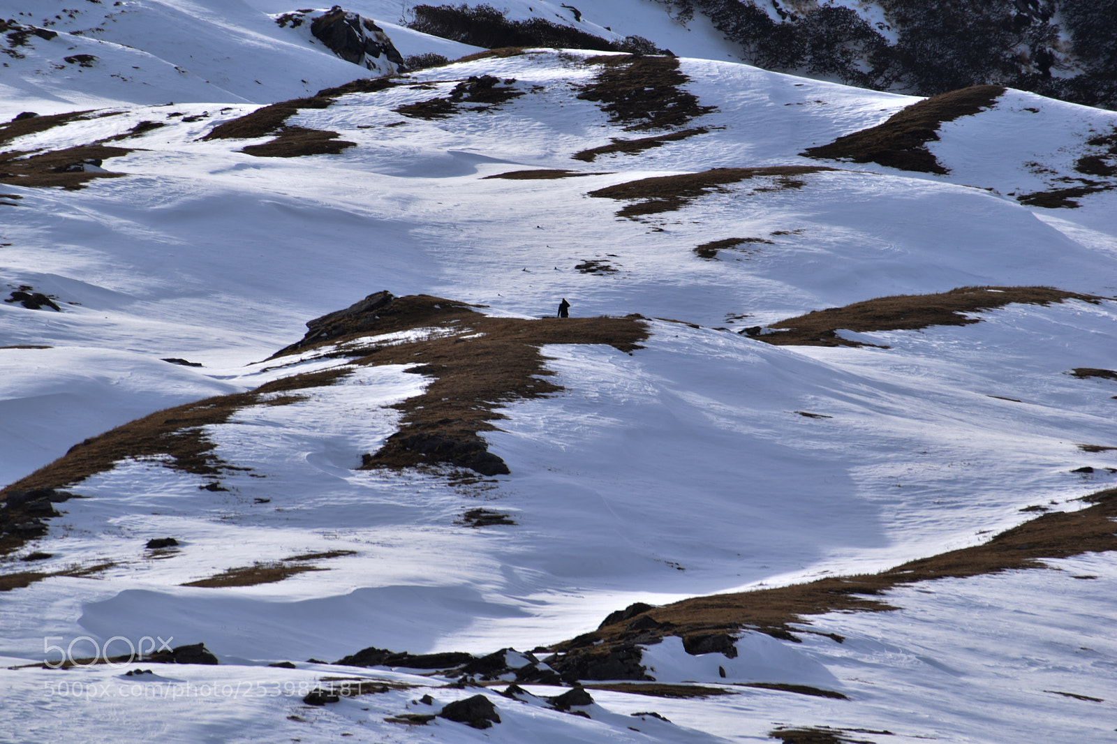 Nikon D5500 sample photo. Snow land photography