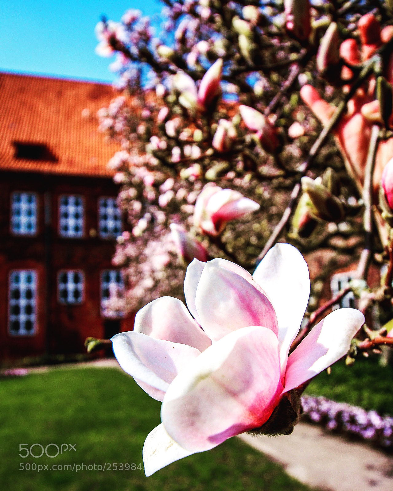 Canon EOS 700D (EOS Rebel T5i / EOS Kiss X7i) sample photo. Magnolien...sometimes you need a photography