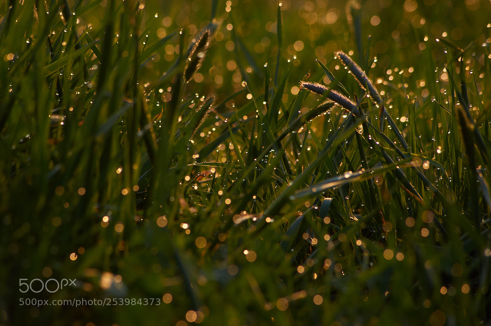 Sony SLT-A55 (SLT-A55V) sample photo. Grass and sunrise photography