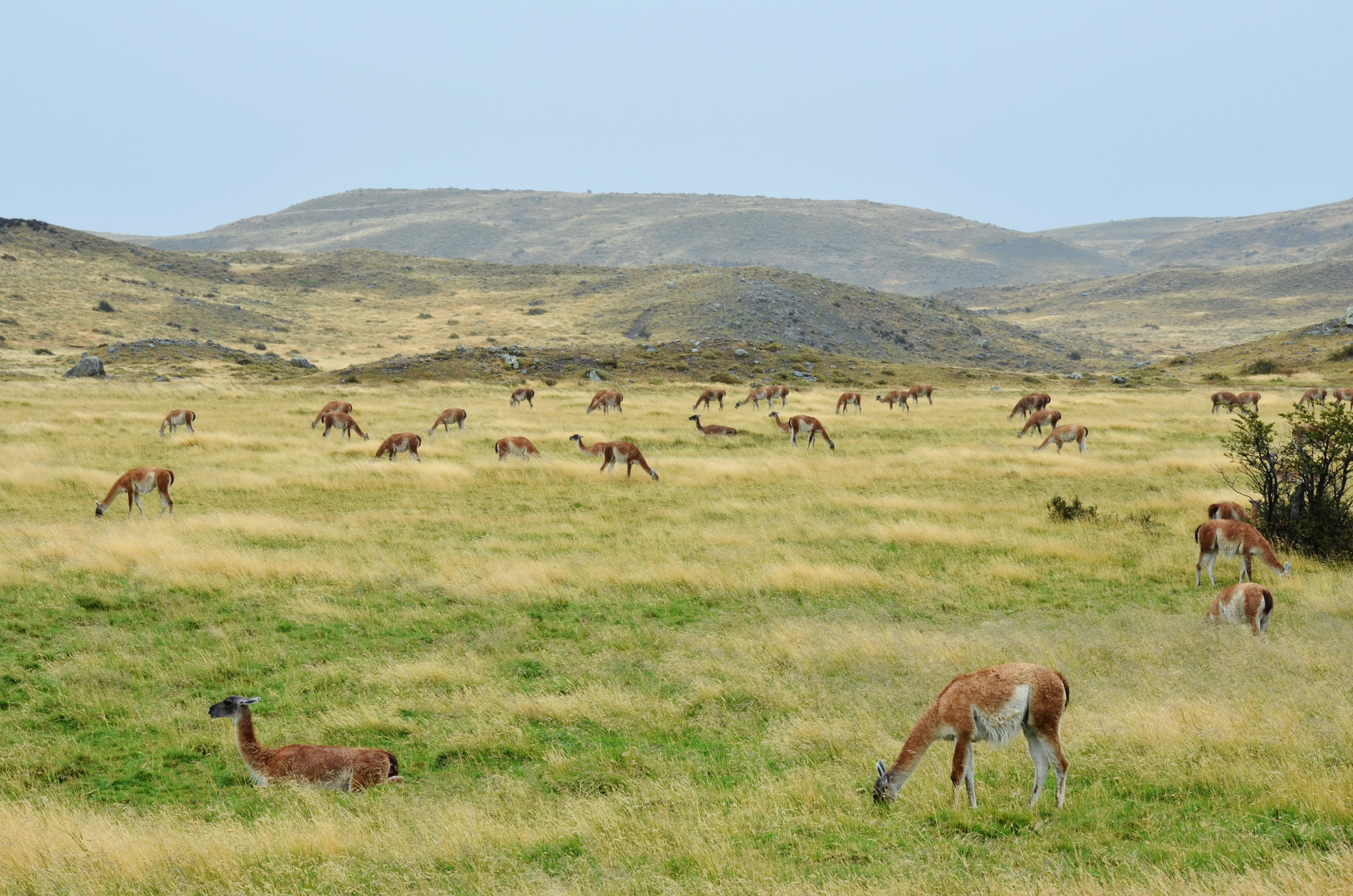 Nikon D5100 sample photo. Torres del paine guanaco herd photography