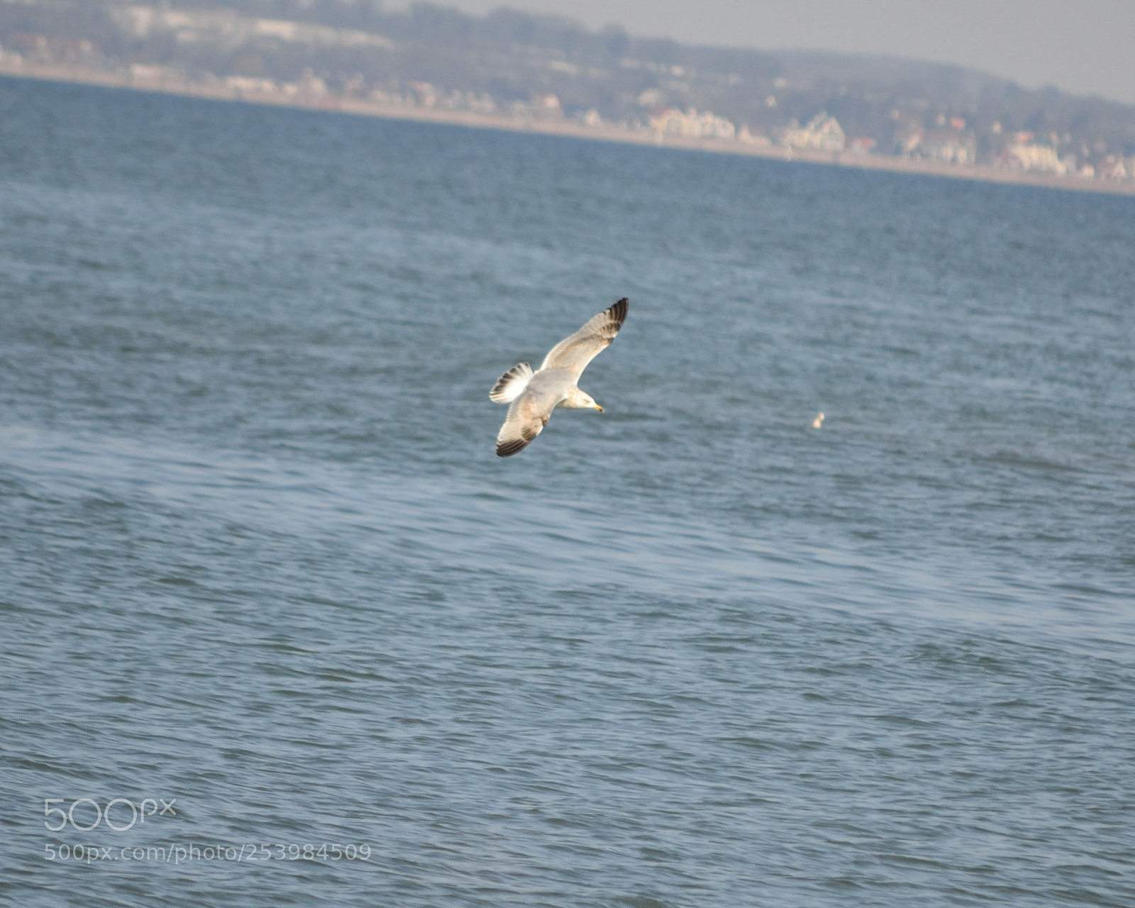 Nikon D3100 sample photo. Seagull photography