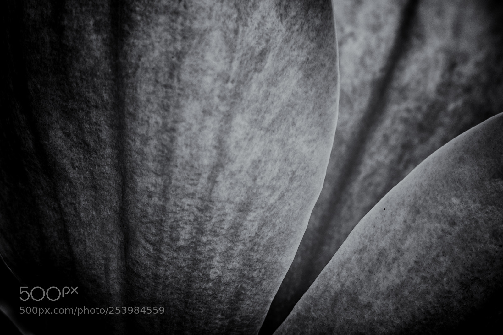 Fujifilm X-T20 sample photo. Magnolienblüte photography