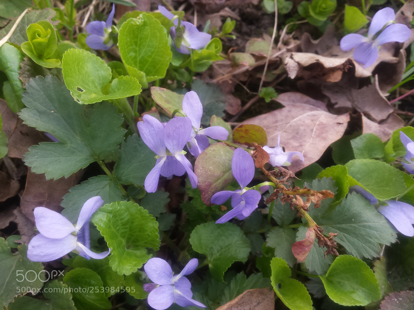 Samsung Galaxy S4 sample photo. Spring is here photography