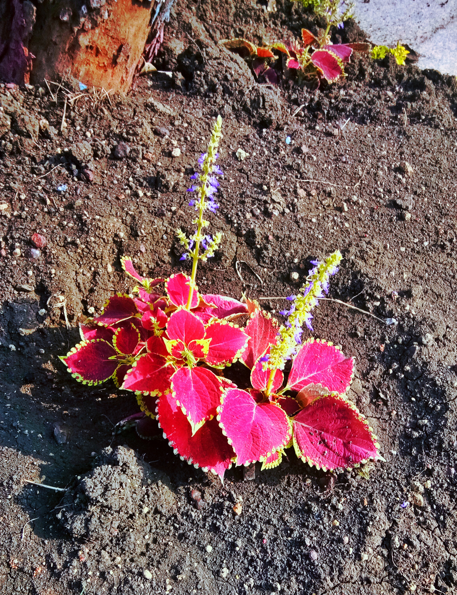 vivo 1601 sample photo. Red leafs plant photography