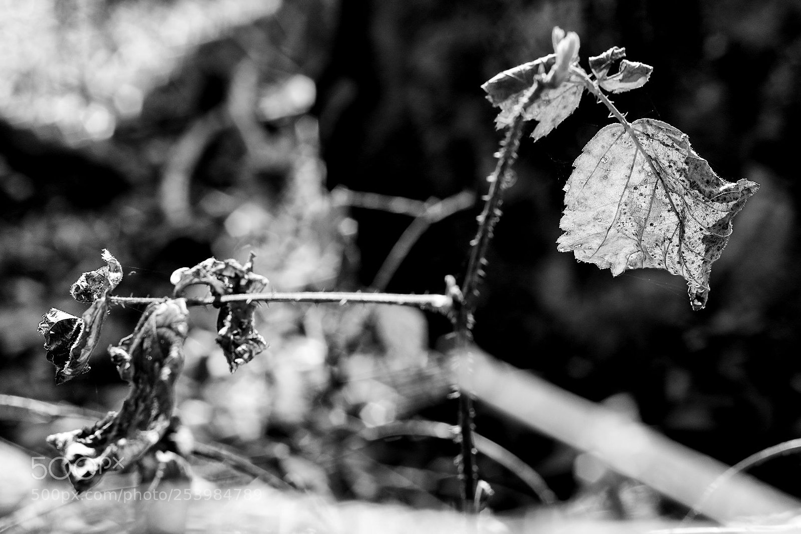 Canon EOS 600D (Rebel EOS T3i / EOS Kiss X5) sample photo. Mother nature photography