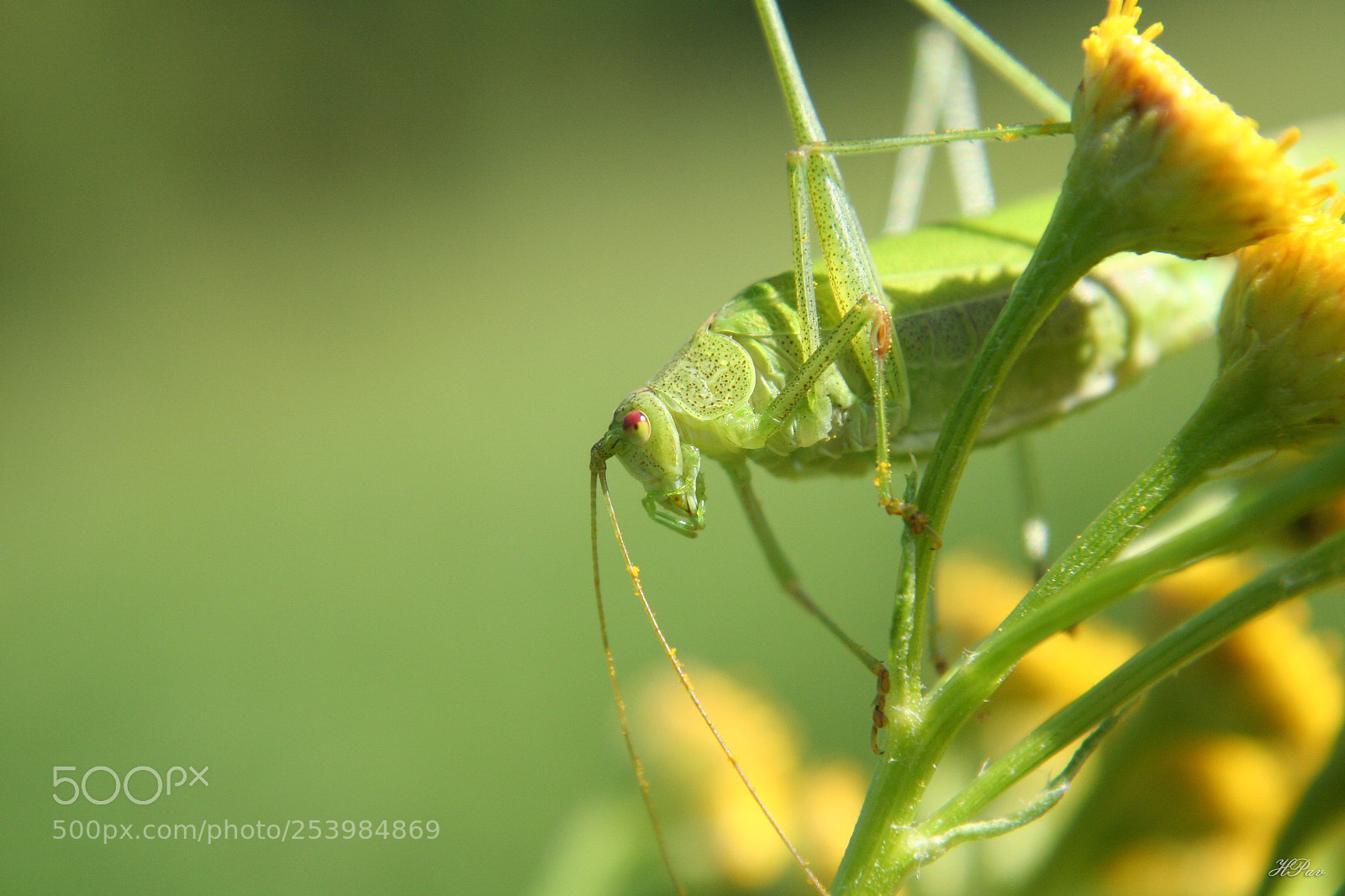 Canon EOS 350D (EOS Digital Rebel XT / EOS Kiss Digital N) sample photo. Grasshopper photography