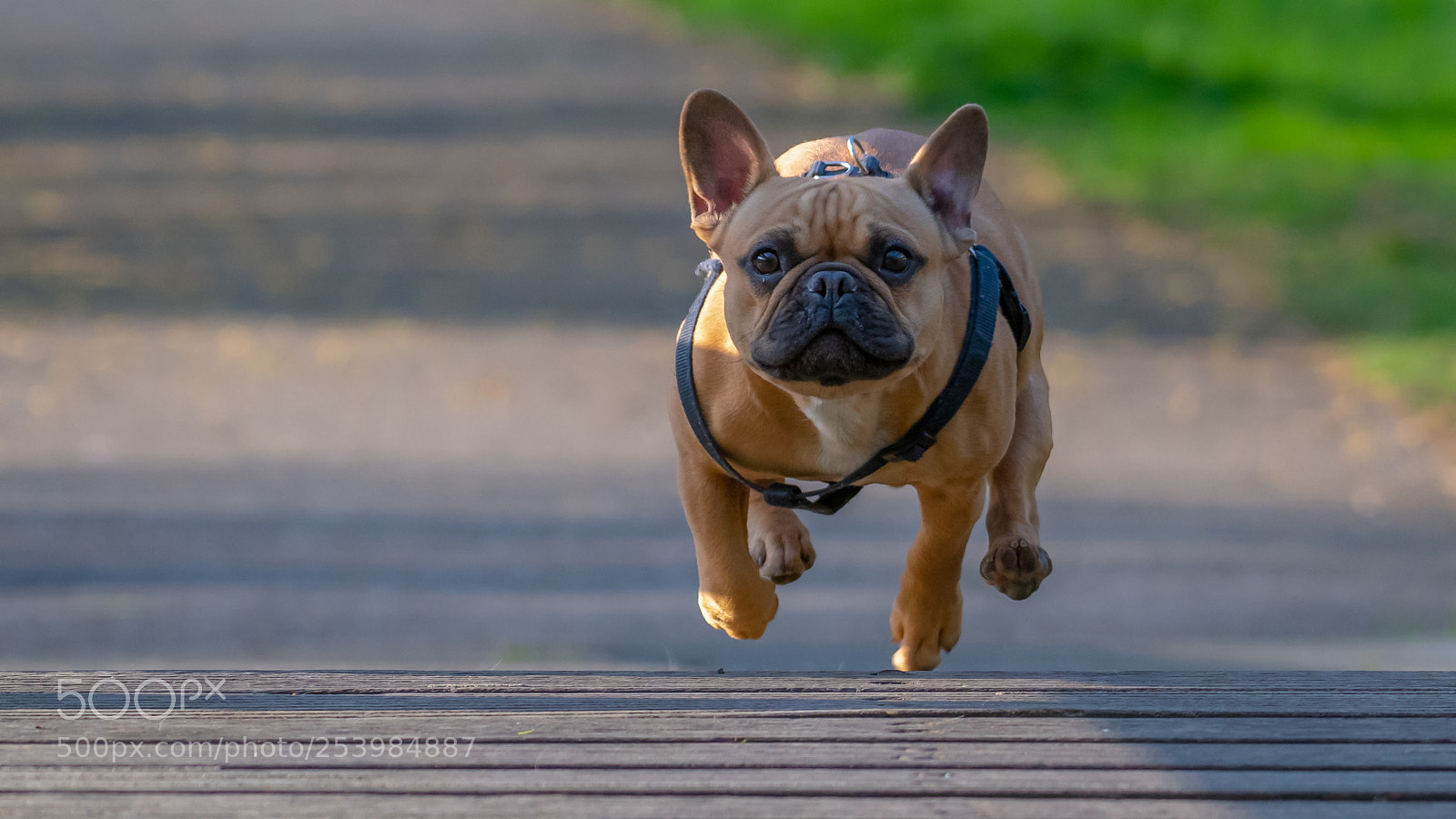 Nikon D500 sample photo. Dog shoot 2 (suus) photography