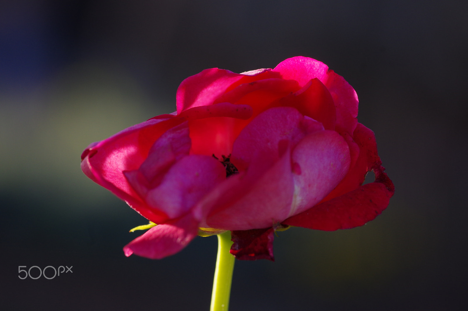 Pentax smc D-FA 100mm F2.8 Macro WR sample photo. Red rose photography