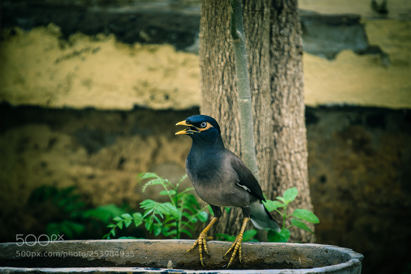 Canon EOS 700D (EOS Rebel T5i / EOS Kiss X7i) sample photo. Thirst photography