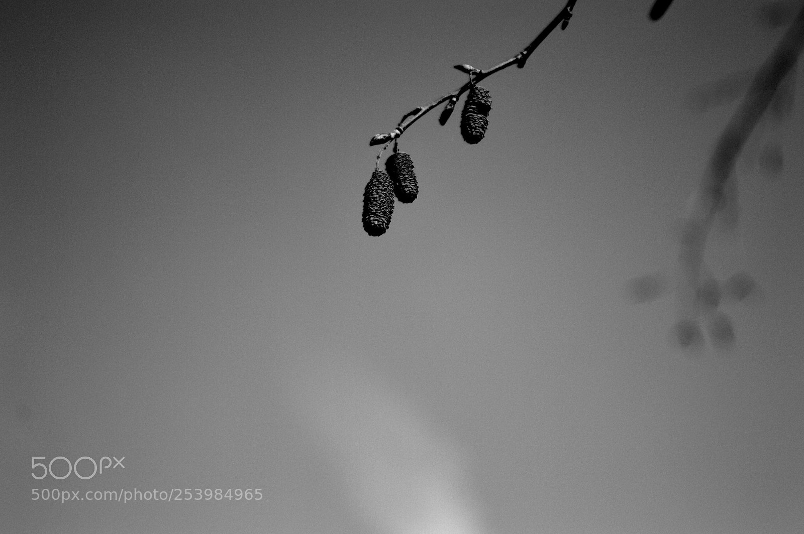 Nikon D3200 sample photo. Tribute to spring photography