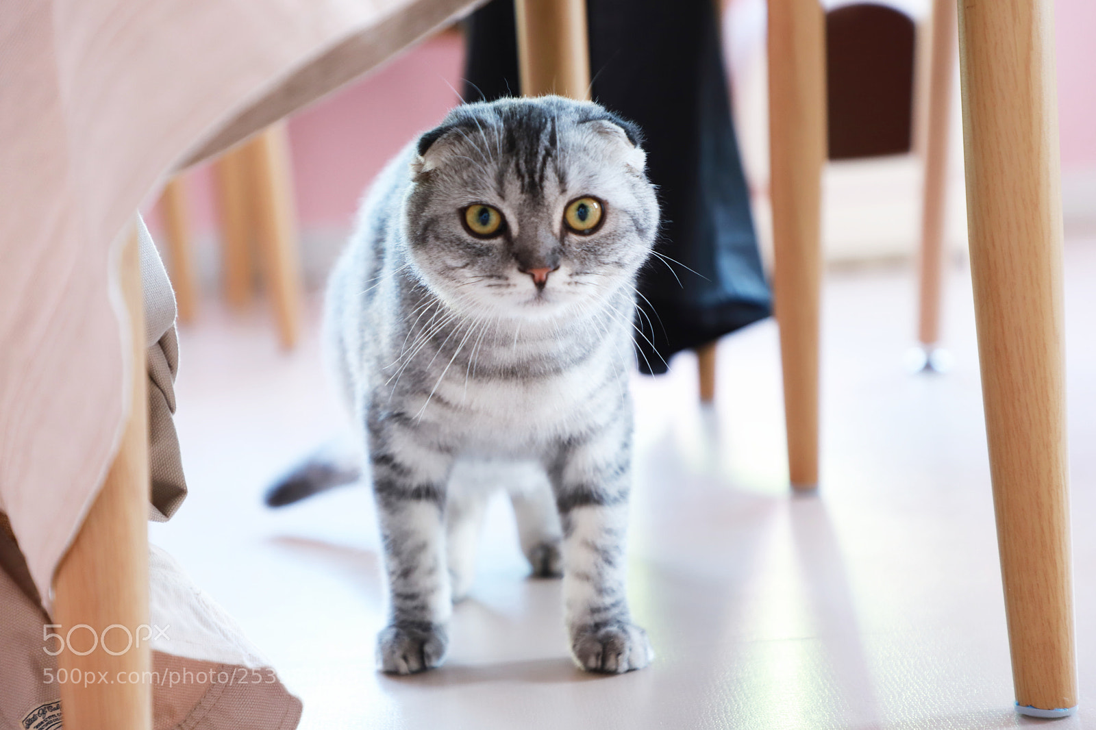 Canon EOS 6D Mark II sample photo. Cat photography