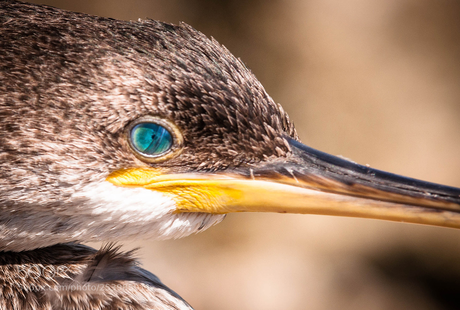 Nikon D90 sample photo. The eye of cormoran photography