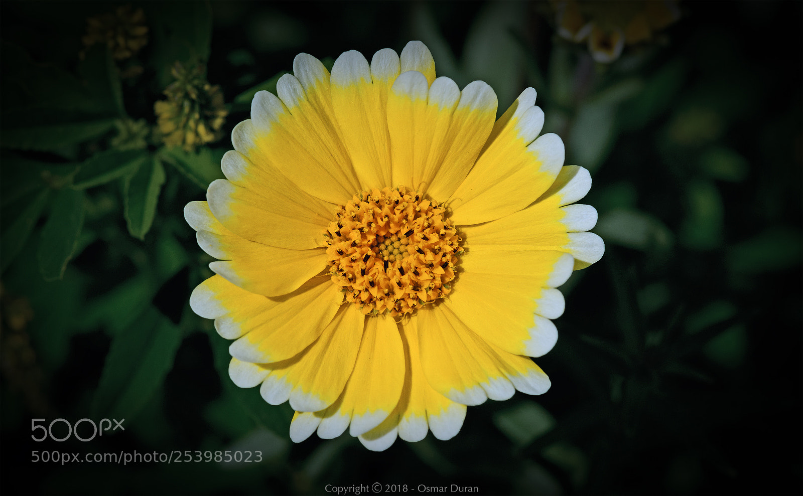 Nikon D300 sample photo. Tidy tips photography