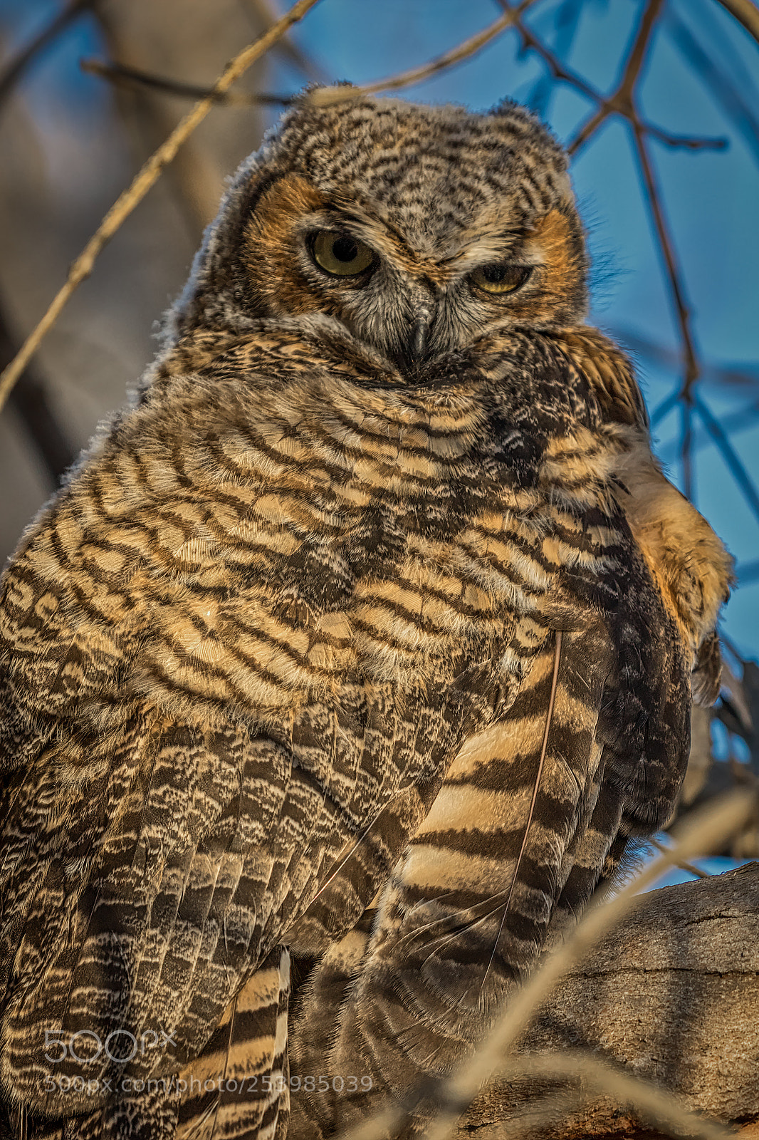 Canon EOS 7D Mark II sample photo. Great horned owl did photography