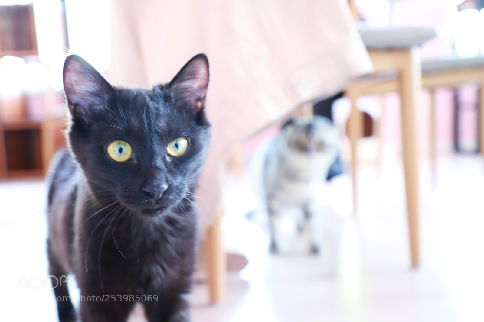 Canon EOS 6D Mark II sample photo. Cat photography