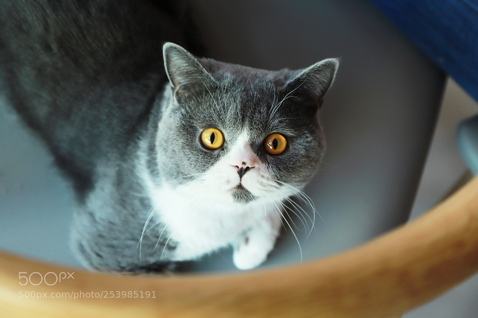 Canon EOS 6D Mark II sample photo. Cat photography