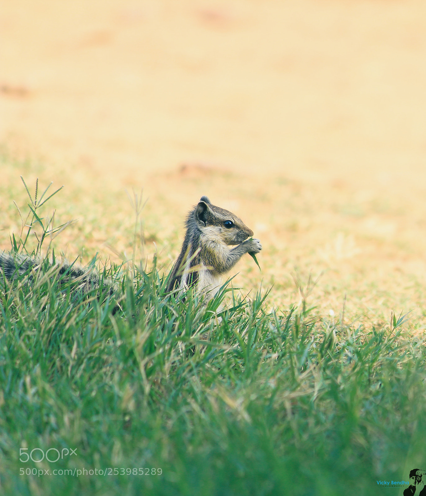 Canon EOS 1200D (EOS Rebel T5 / EOS Kiss X70 / EOS Hi) sample photo. Squirrel havind food photography