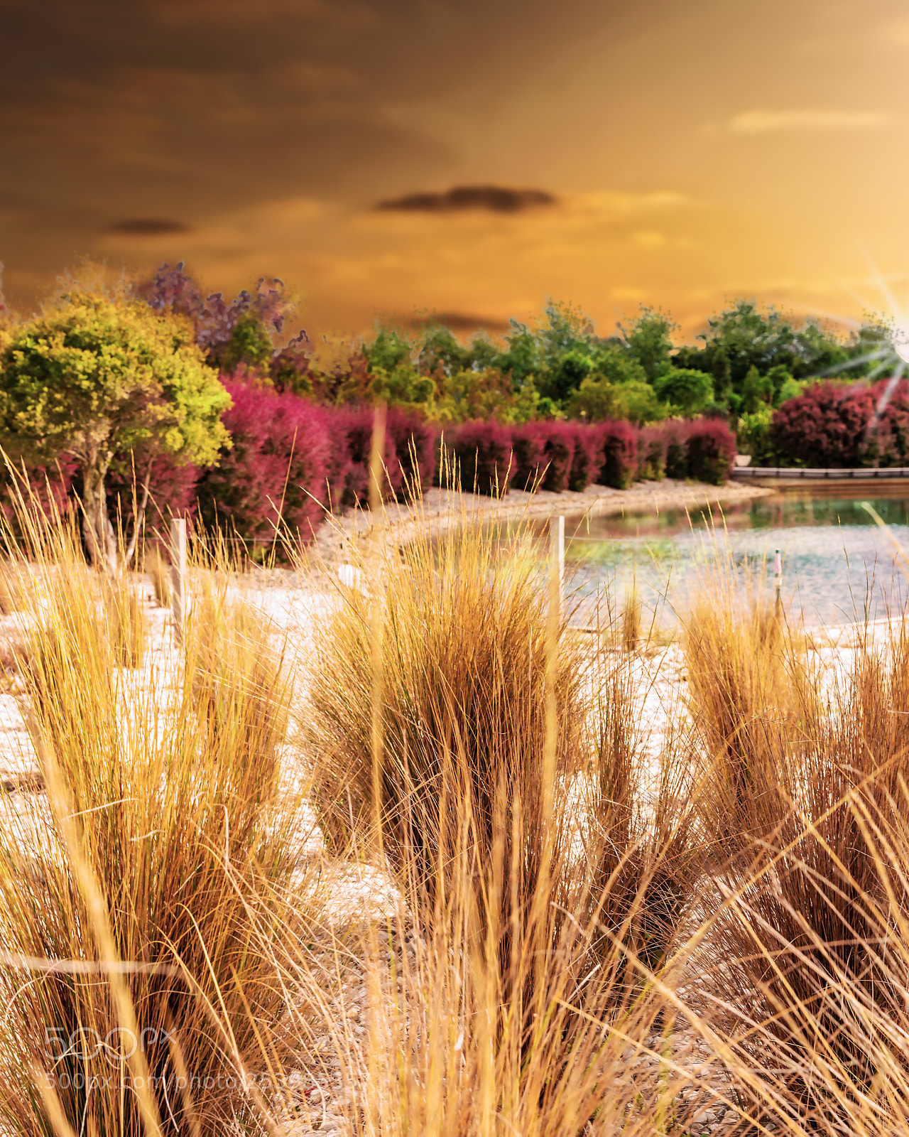 Canon EOS 6D Mark II sample photo. Reeds and riverbeds photography