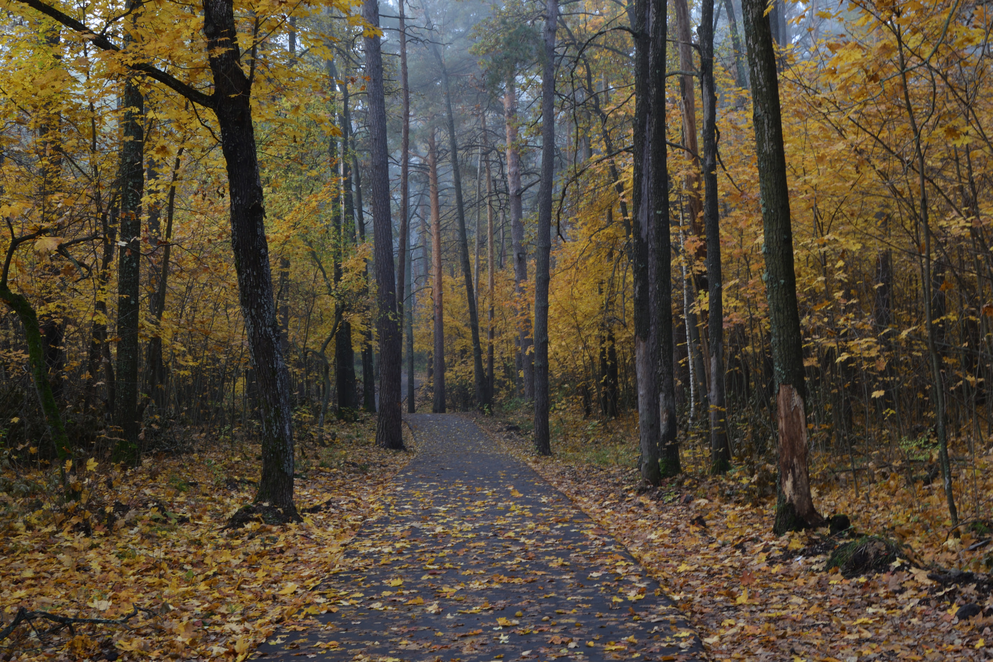 Nikon D3300 sample photo. Twilight in the golden forest photography
