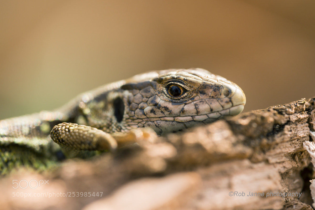 Nikon D4S sample photo. Sand lizard photography