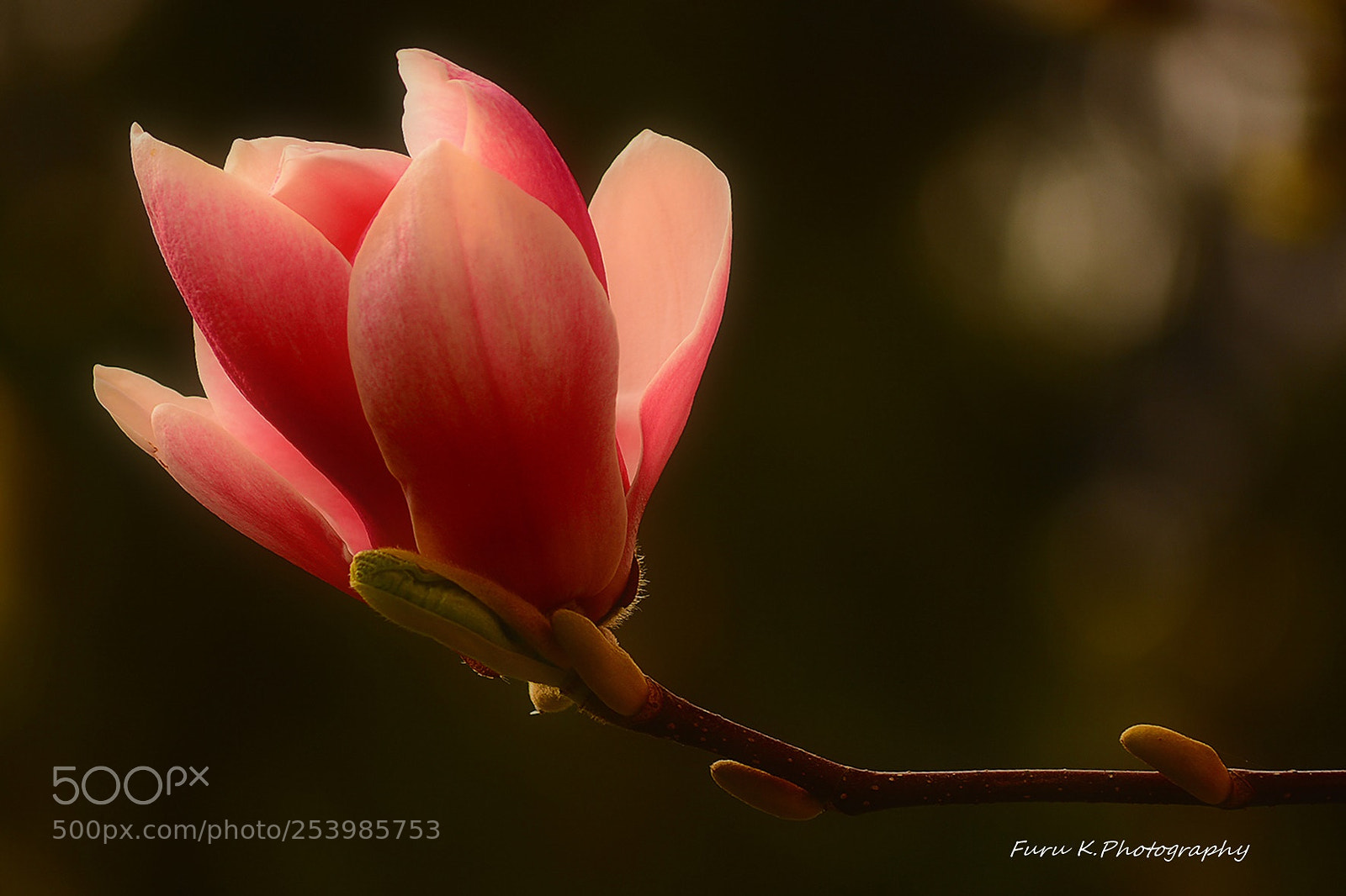 Nikon D7100 sample photo. Magnolia photography