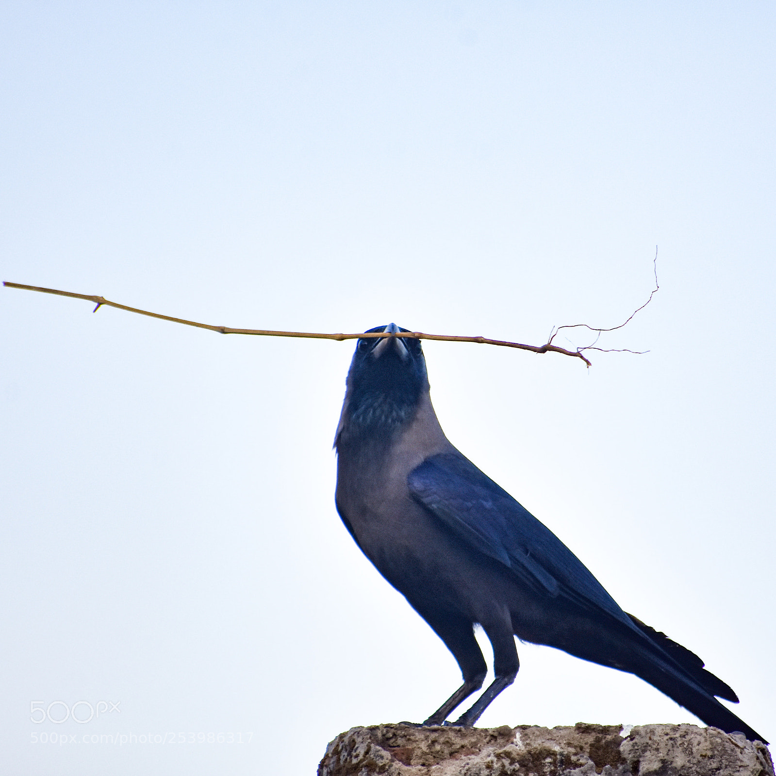 Nikon D7200 sample photo. House crow photography