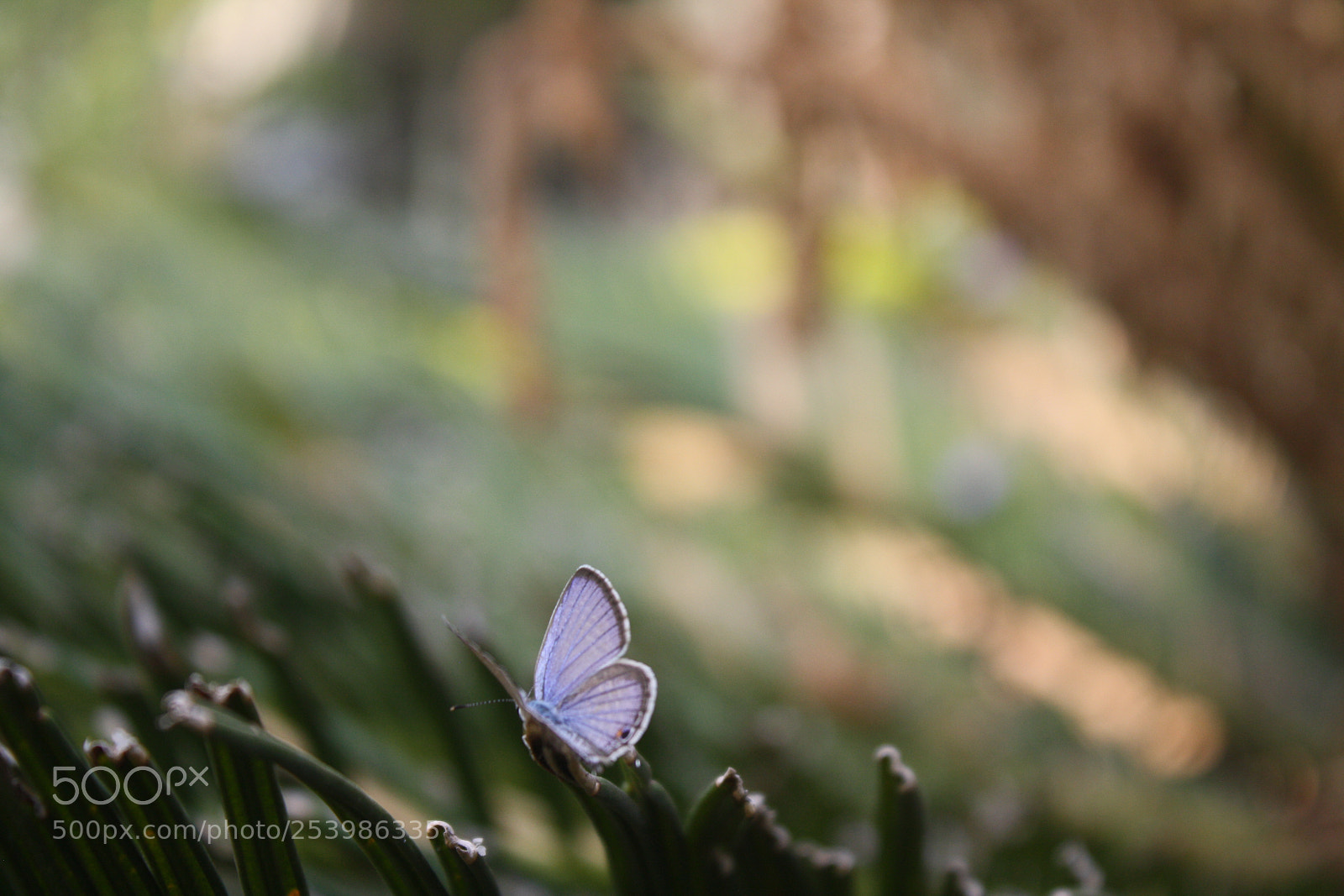 Canon EOS 1000D (EOS Digital Rebel XS / EOS Kiss F) sample photo. Gram blue butterfly photography