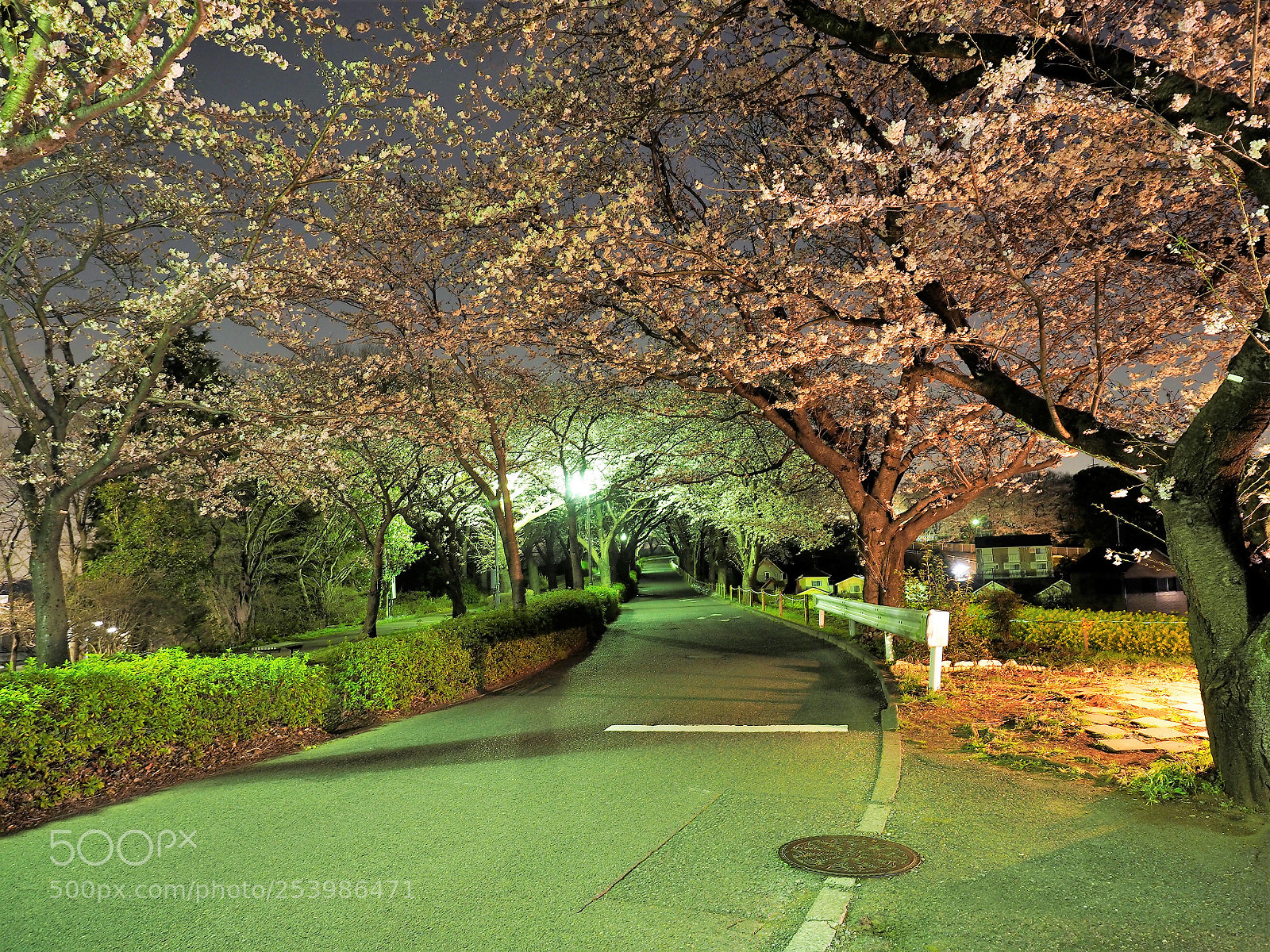 Olympus OM-D E-M1 sample photo. Cherry blossoms trees at photography