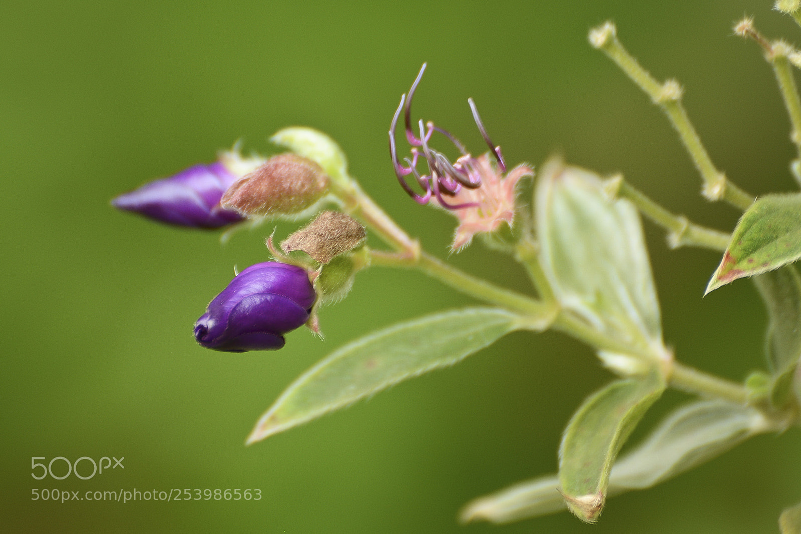Nikon D7100 sample photo. Fluindo na natureza. photography