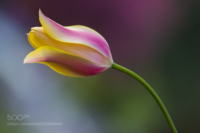 Nikon D610 sample photo. Tulip photography