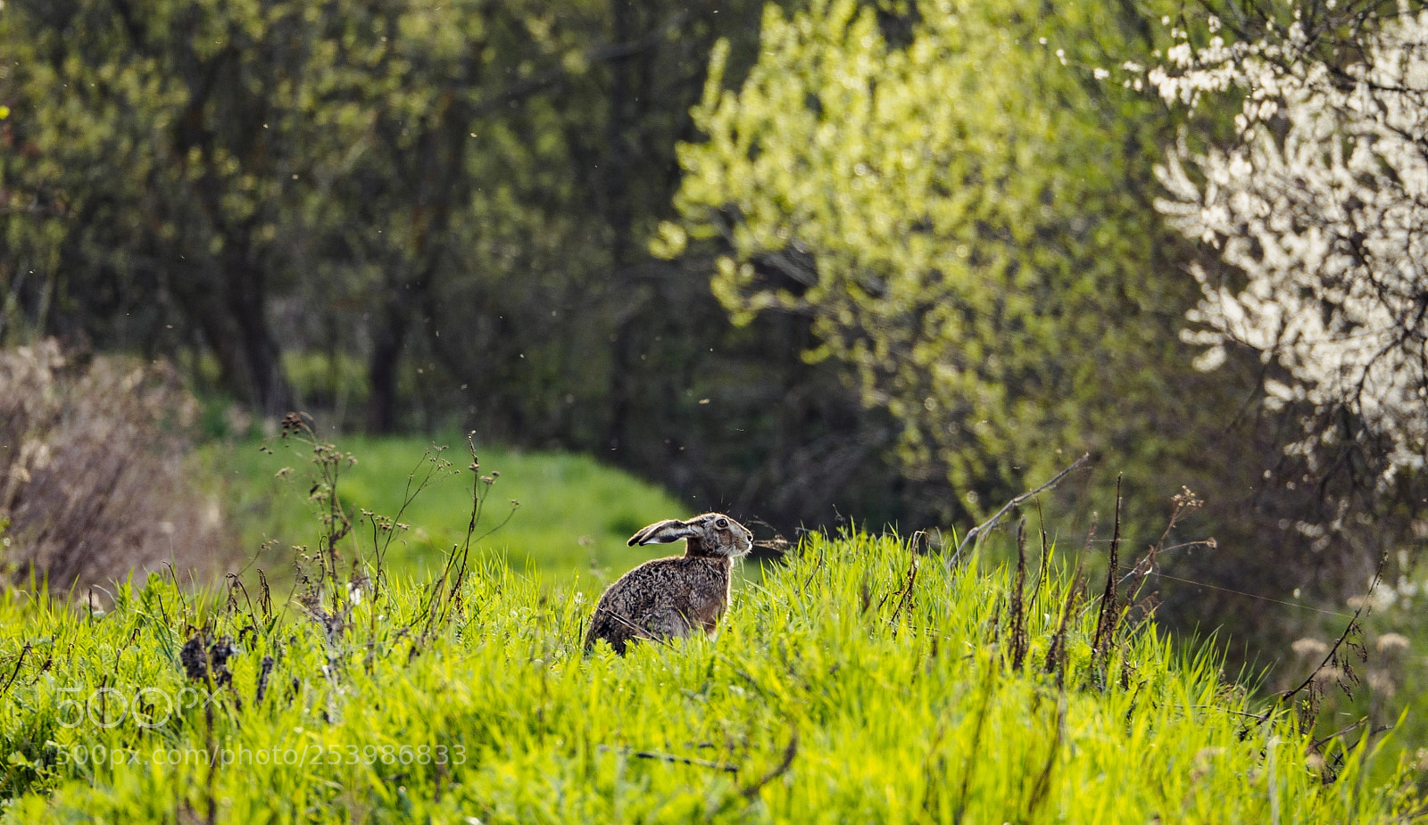Olympus OM-D E-M10 II sample photo. Olympus digital camera photography