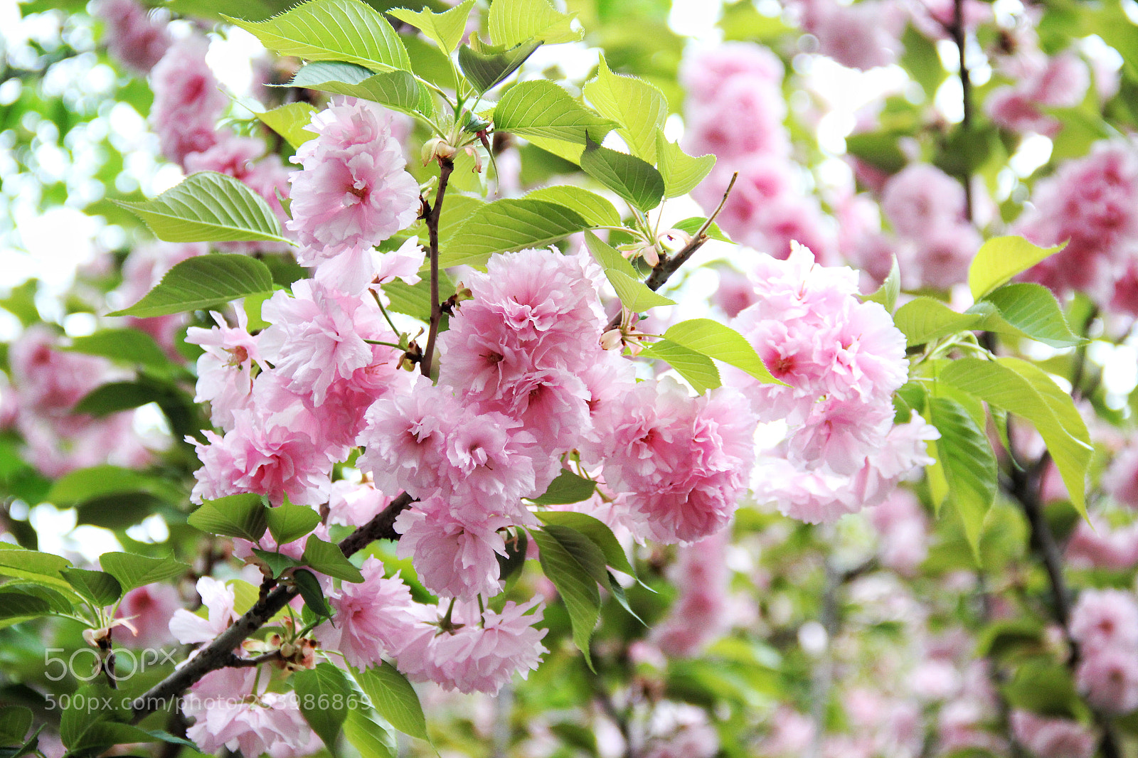 Canon EOS 600D (Rebel EOS T3i / EOS Kiss X5) sample photo. 踏春 photography