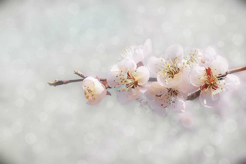 Apricot blossoms by hyunpyo cho on 500px.com