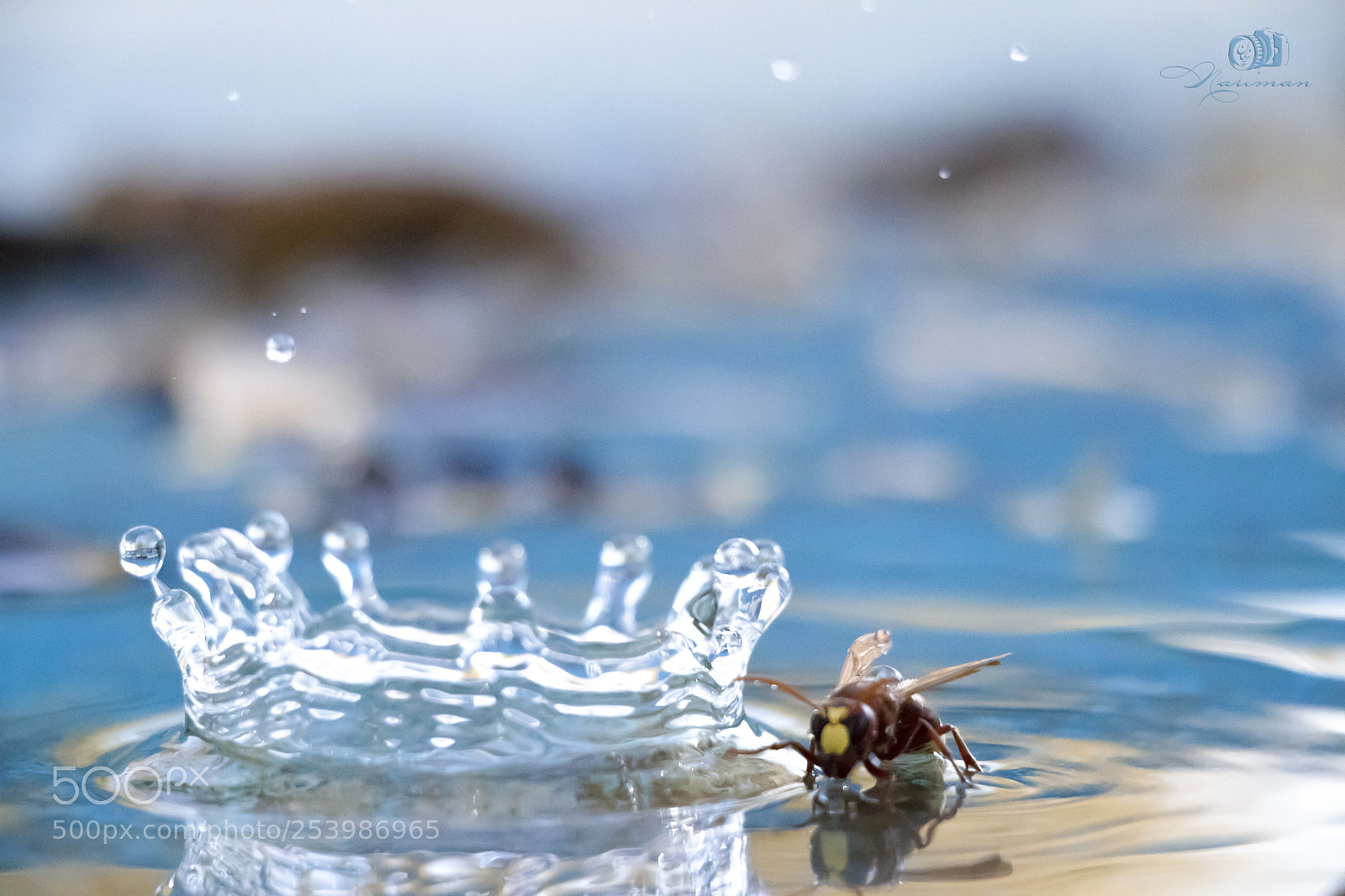 Canon EOS 80D sample photo. Bee photography