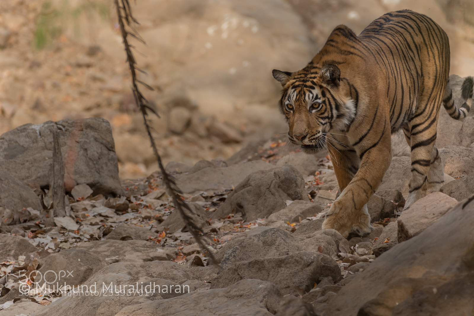 Nikon D7100 sample photo. T60's cub photography