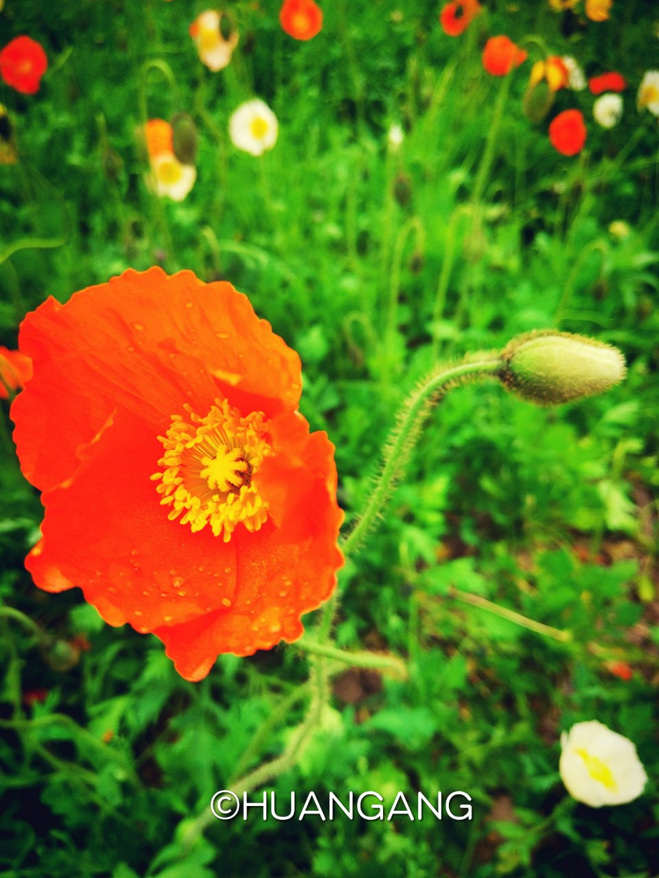 Xiaomi MI 5s sample photo