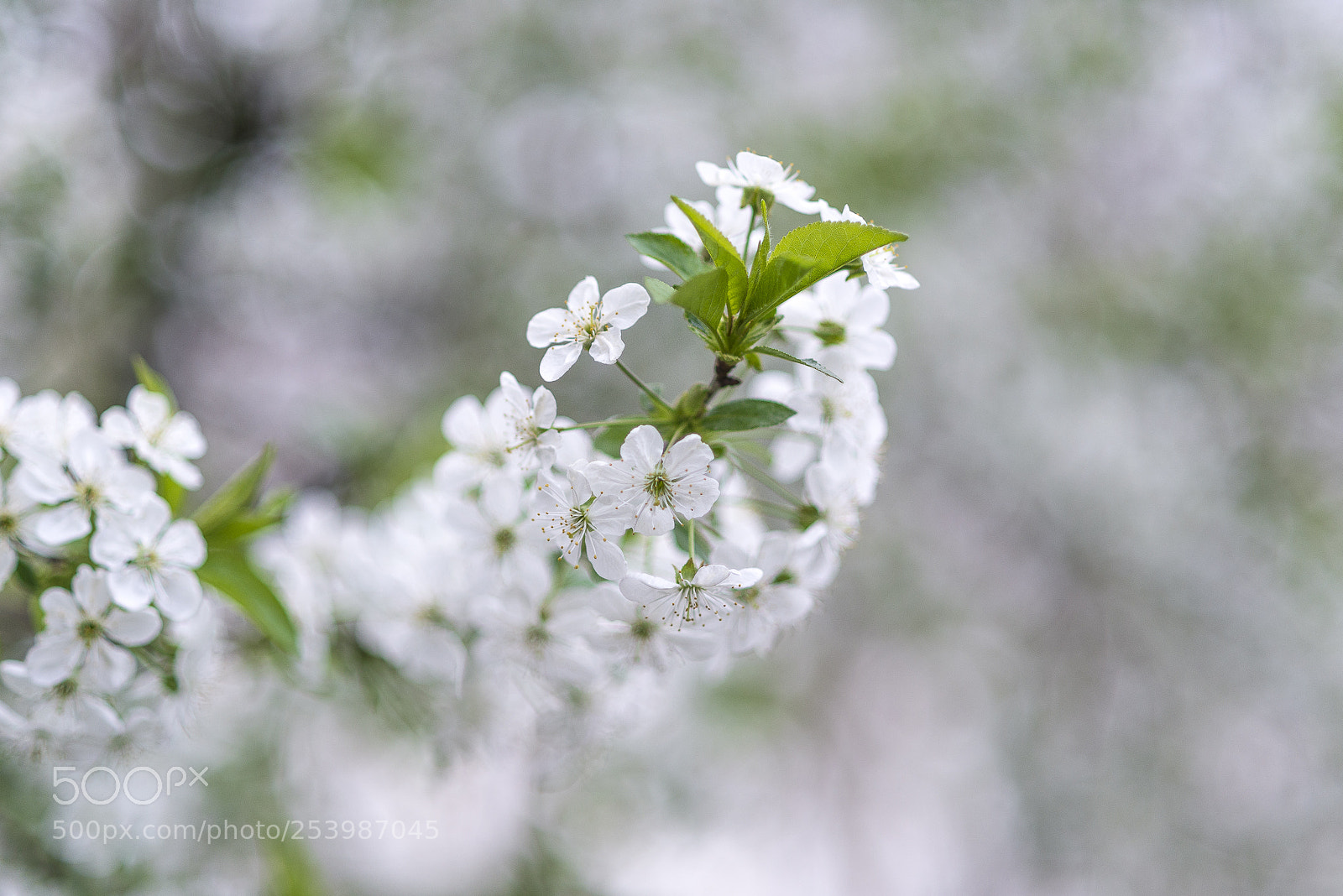 Nikon D610 sample photo. Spring vibes photography