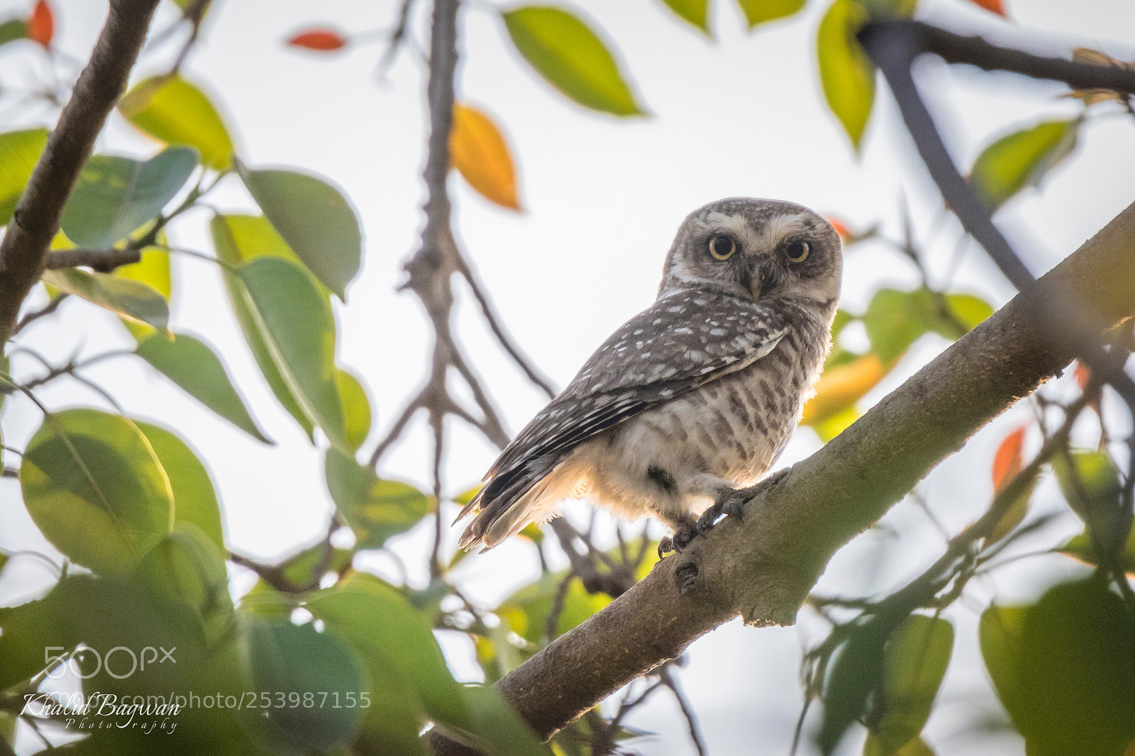 Canon EOS 7D Mark II sample photo. Spotted owlet photography