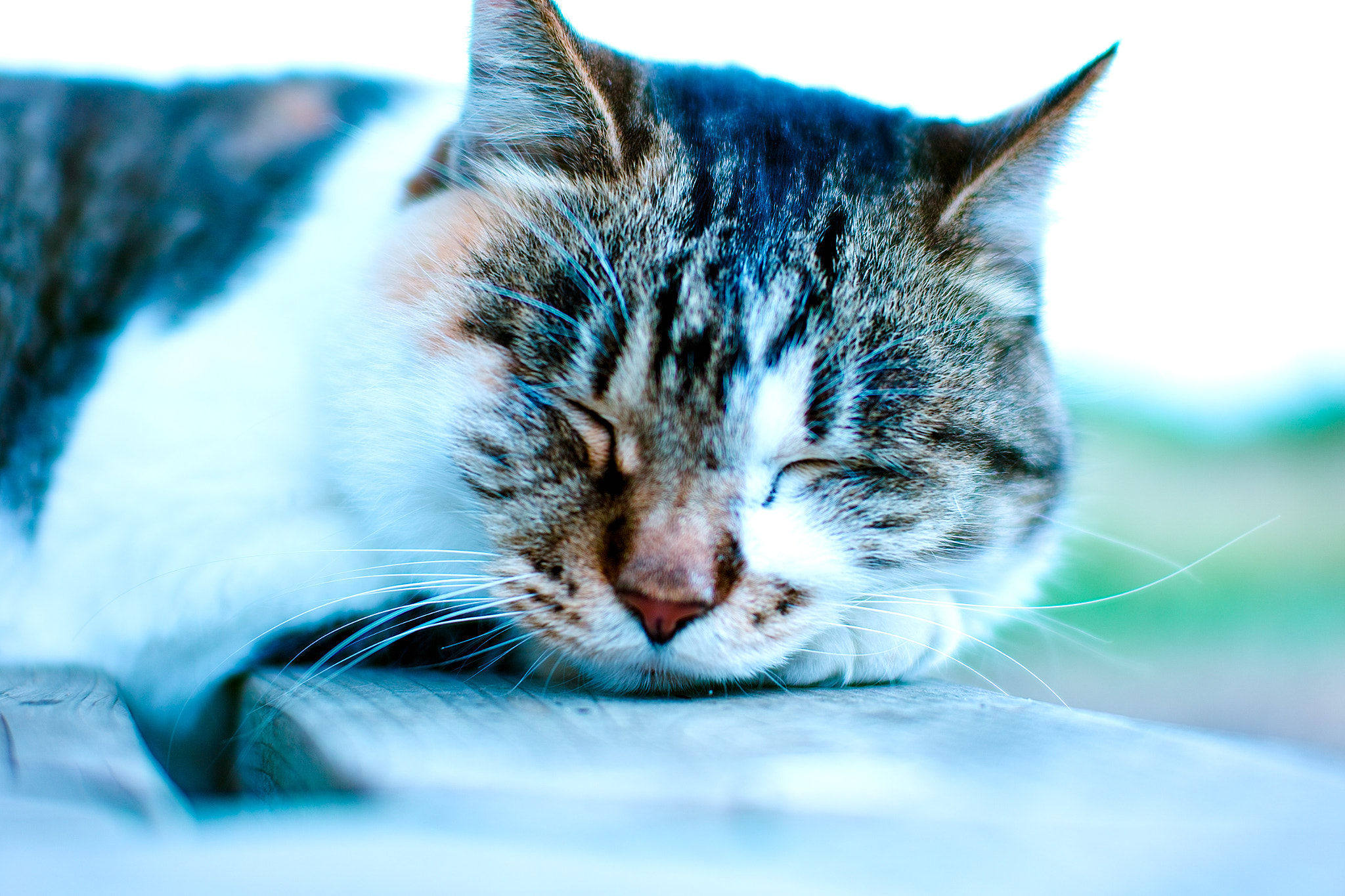 Sigma SD15 sample photo. Cat every day photography
