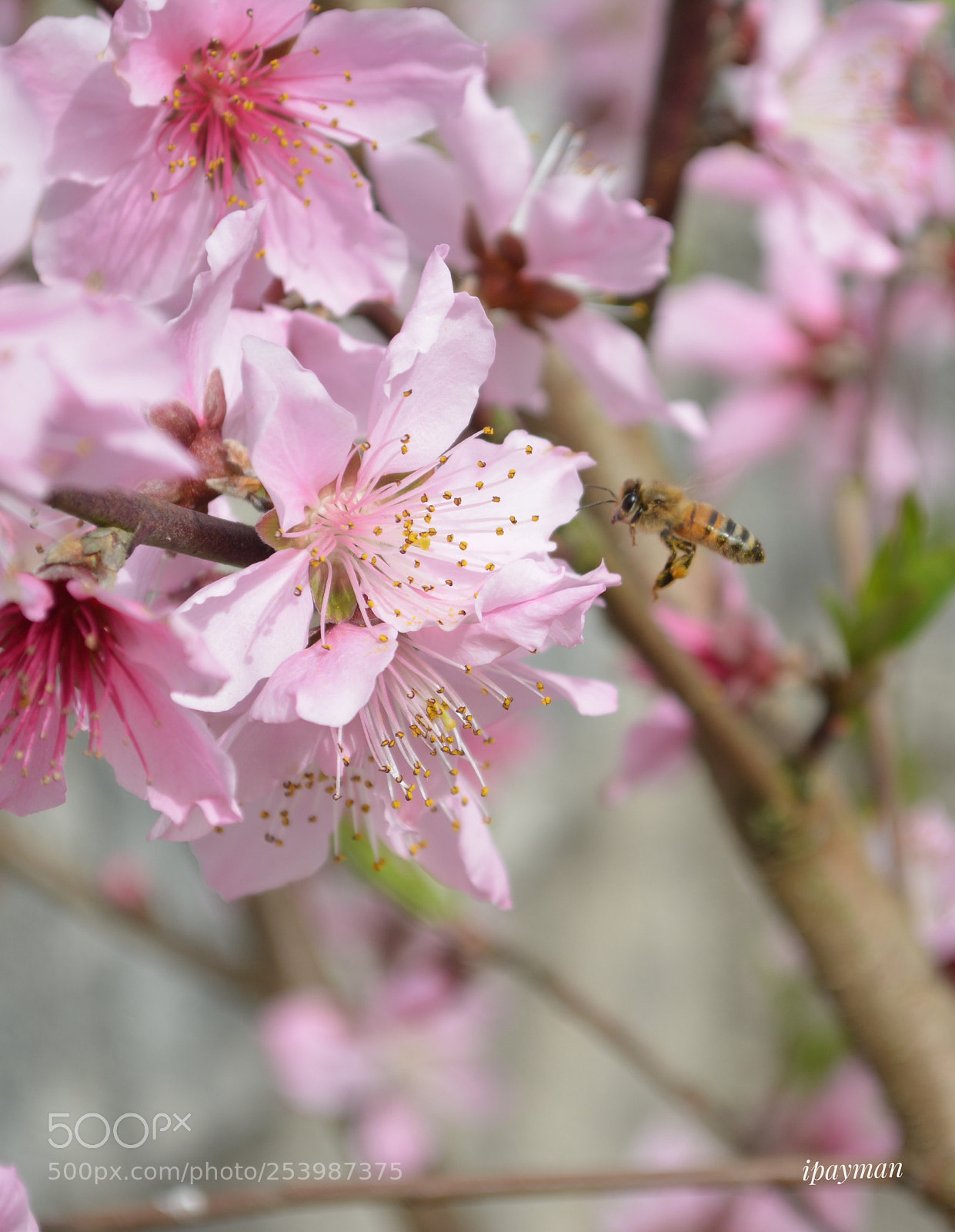 Nikon D5200 sample photo. Beauty of life photography