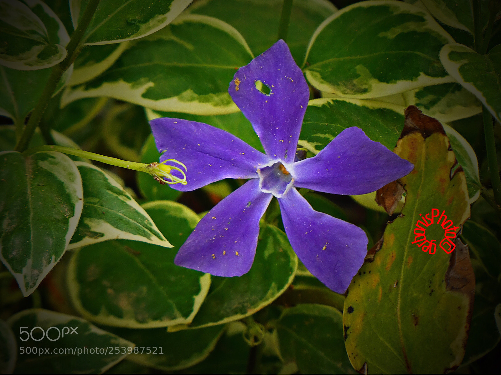 Panasonic Lumix DC-ZS70 (Lumix DC-TZ90) sample photo. Major periwinkle ( pervinga maggiore ) photography