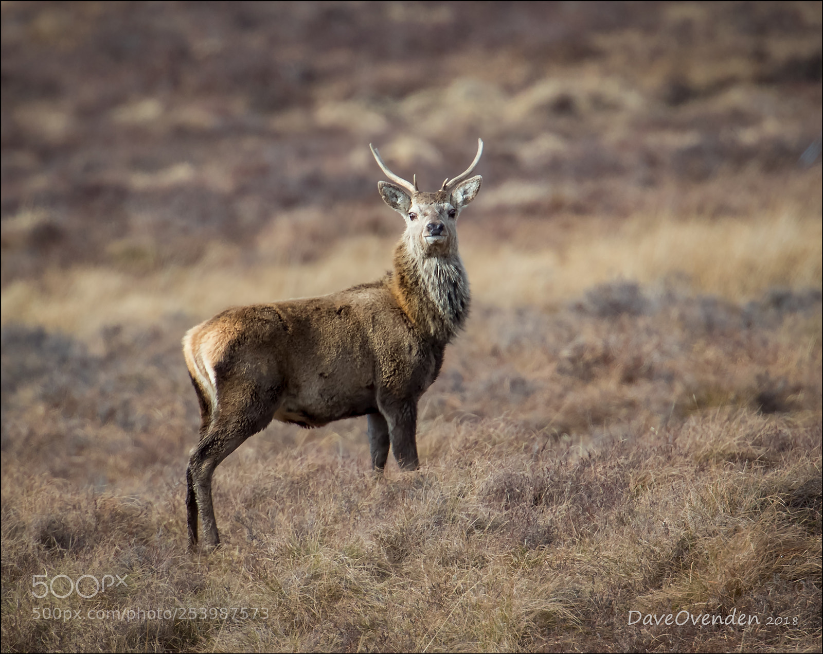Canon EOS-1D X Mark II sample photo. Alert photography