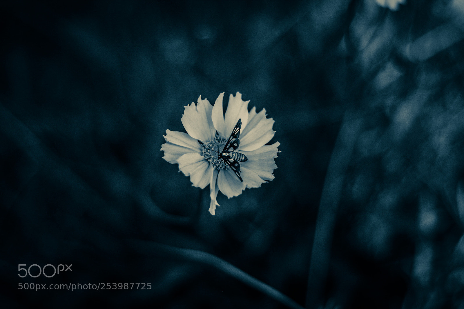 Canon EOS 40D sample photo. Mechanism of life photography