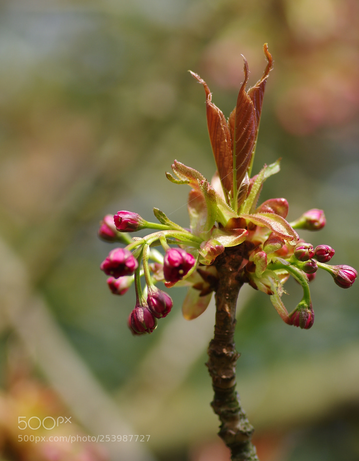 Pentax K-3 sample photo. Spring photography