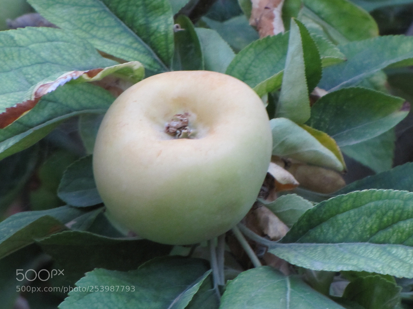 Canon PowerShot SX20 IS sample photo. Apple tree photography